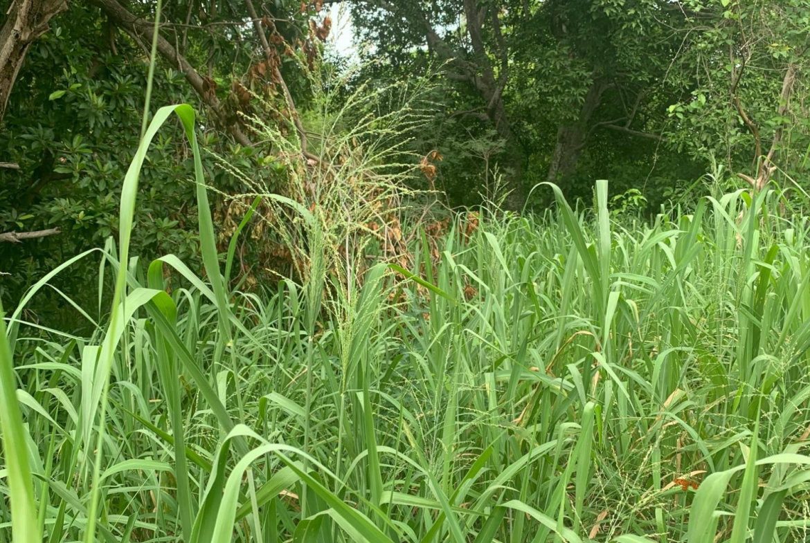 Fourteenth image of Lot 117-10 St. Rose Drive, Green Acr in Green Acres, St. Catherine, Jamaica - property is For Sale