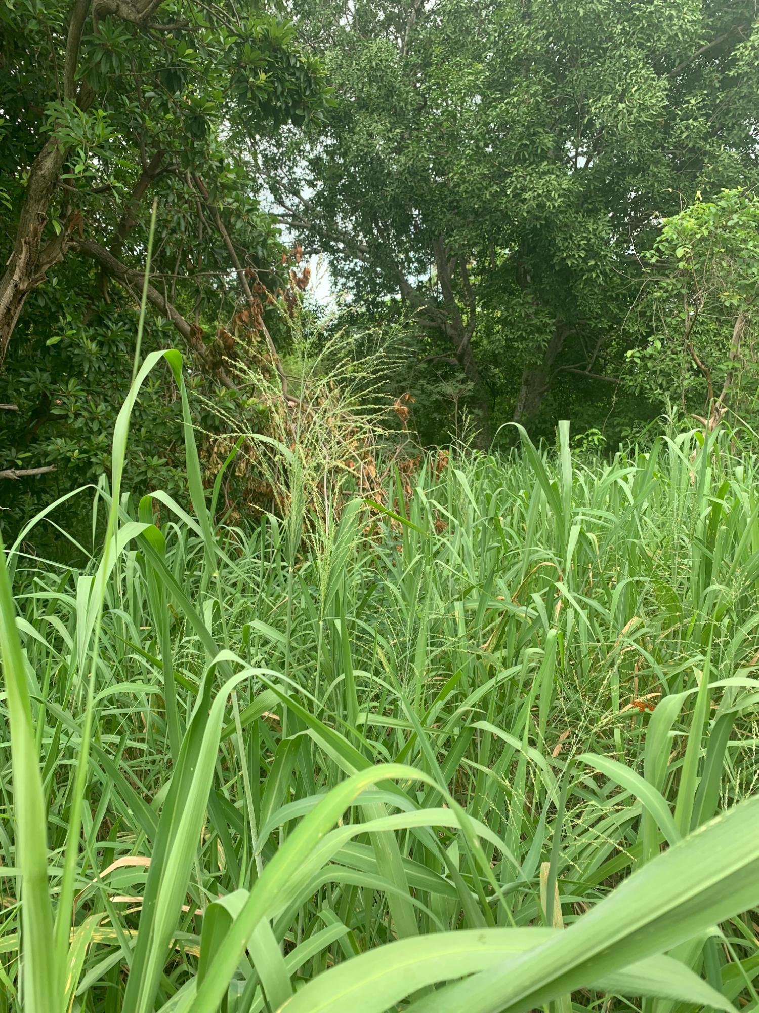 Fourteenth image of Lot 117-10 St. Rose Drive, Green Acr in Green Acres, St. Catherine, Jamaica - property is For Sale