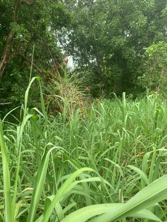 Fourteenth image of Lot 117-10 St. Rose Drive, Green Acr in Green Acres, St. Catherine, Jamaica - property is For Sale