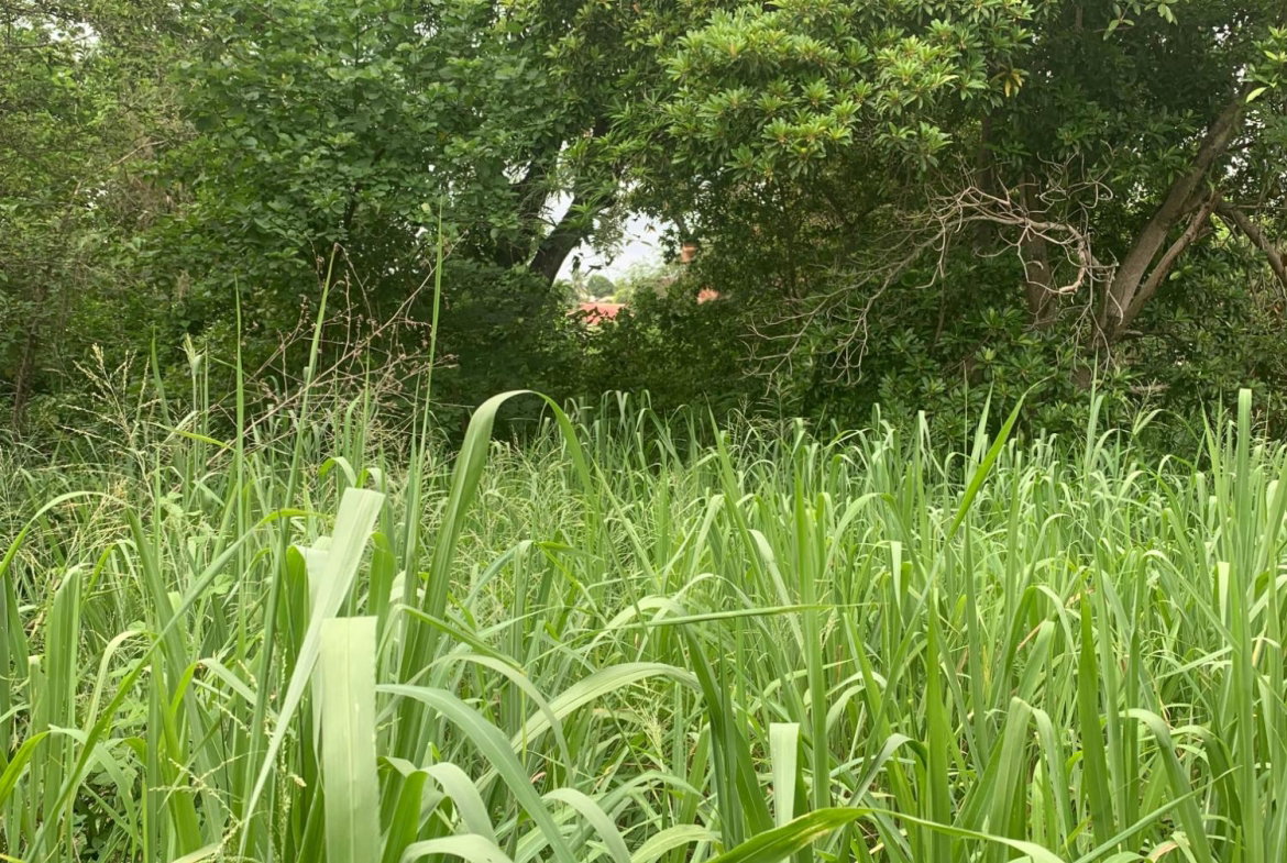 Fifteenth image of Lot 117-10 St. Rose Drive, Green Acr in Green Acres, St. Catherine, Jamaica - property is For Sale