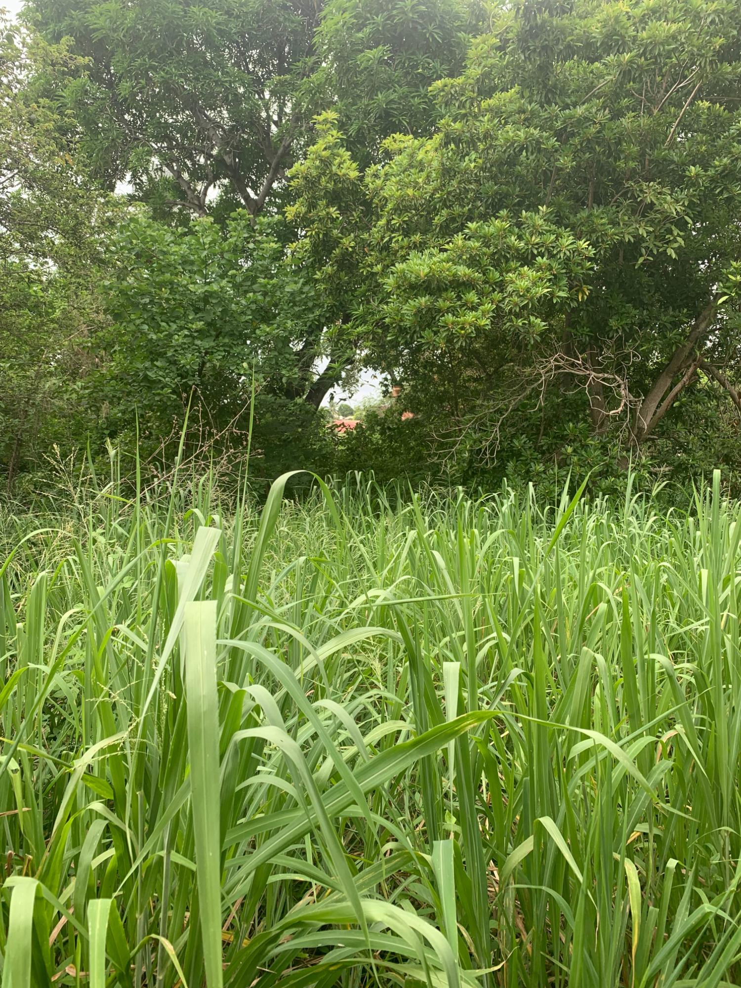 Fifteenth image of Lot 117-10 St. Rose Drive, Green Acr in Green Acres, St. Catherine, Jamaica - property is For Sale