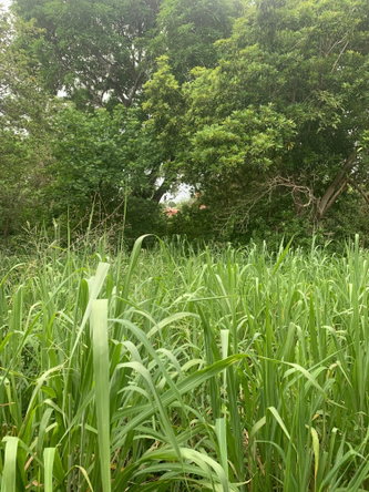 Fifteenth image of Lot 117-10 St. Rose Drive, Green Acr in Green Acres, St. Catherine, Jamaica - property is For Sale