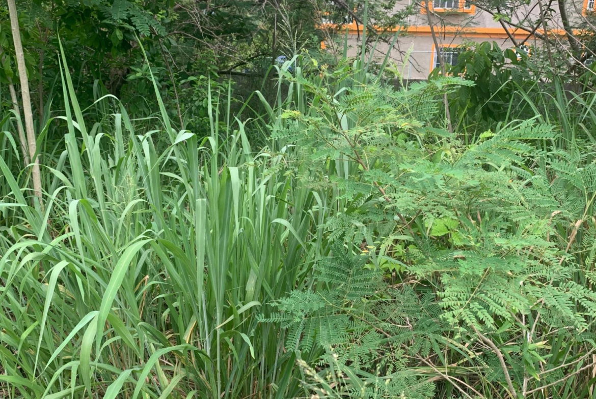 Sixteenth image of Lot 117-10 St. Rose Drive, Green Acr in Green Acres, St. Catherine, Jamaica - property is For Sale
