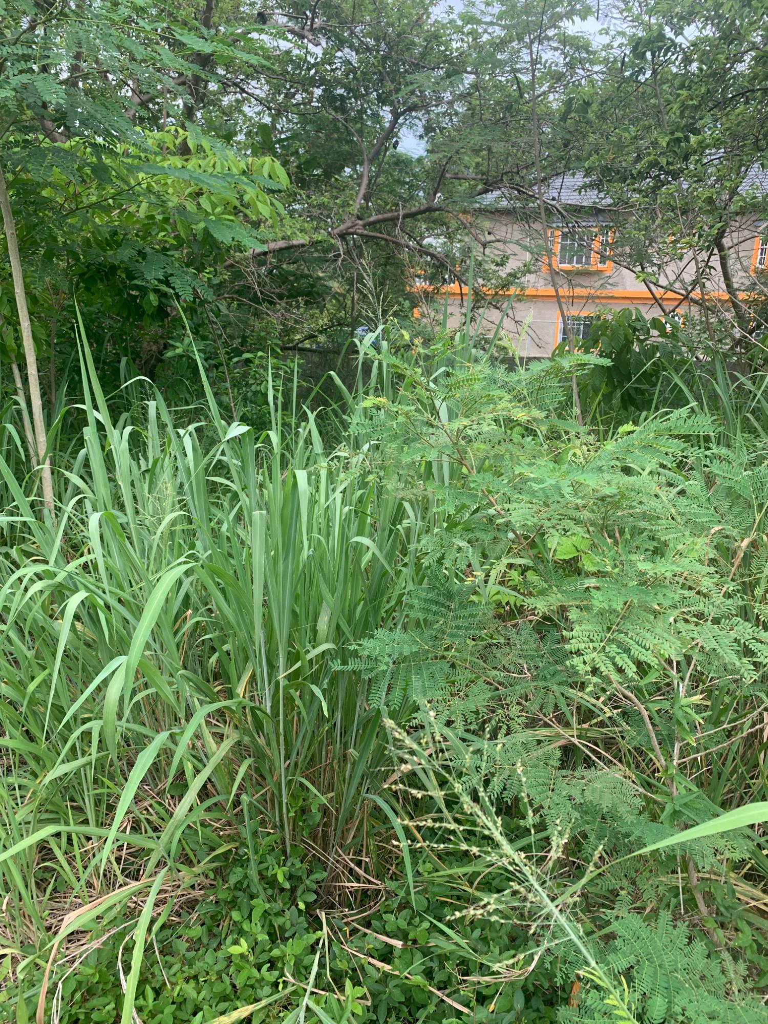 Sixteenth image of Lot 117-10 St. Rose Drive, Green Acr in Green Acres, St. Catherine, Jamaica - property is For Sale
