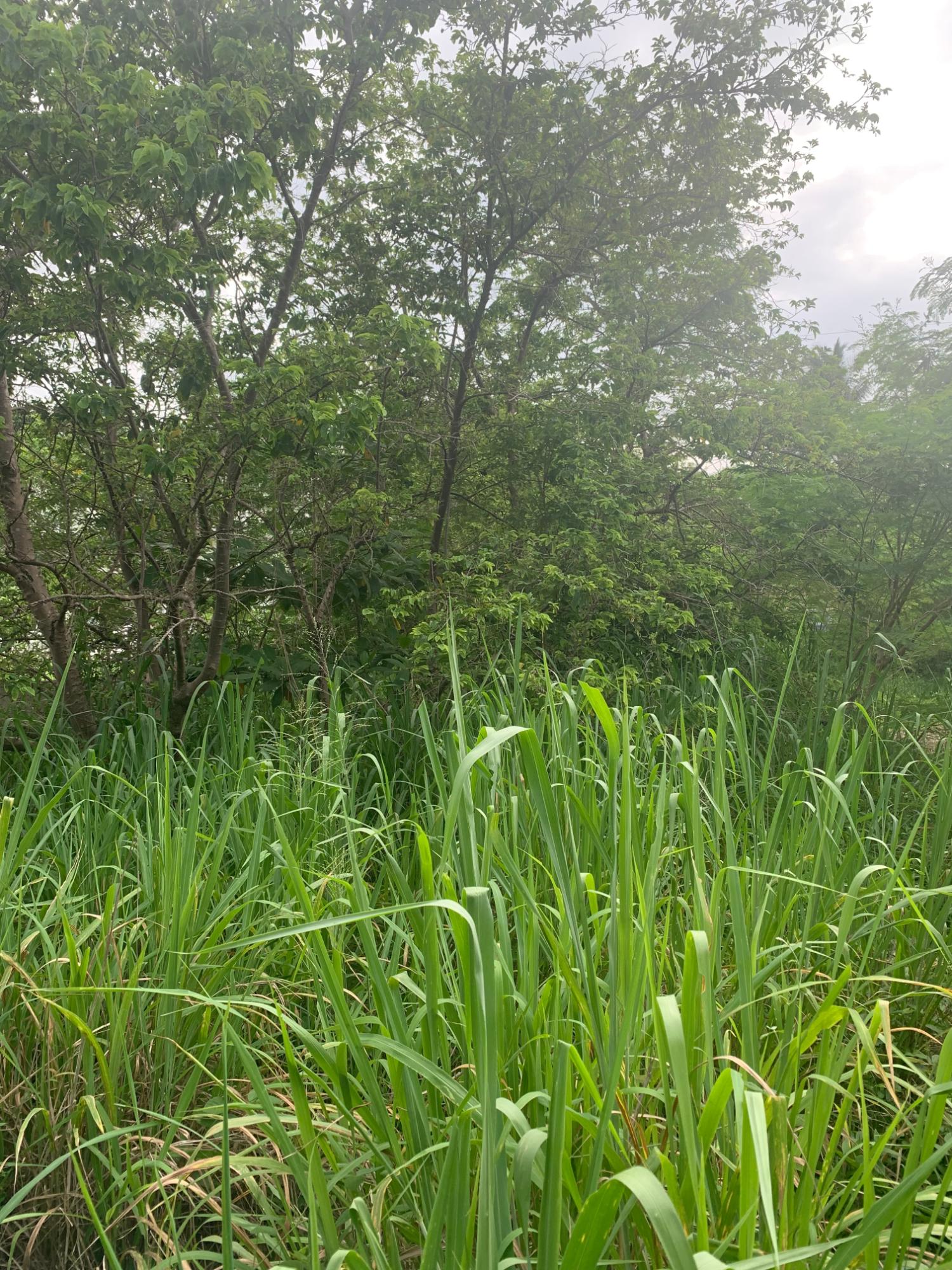 Eighteenth image of Lot 117-10 St. Rose Drive, Green Acr in Green Acres, St. Catherine, Jamaica - property is For Sale