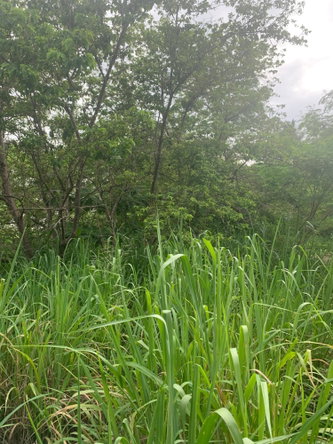 Eighteenth image of Lot 117-10 St. Rose Drive, Green Acr in Green Acres, St. Catherine, Jamaica - property is For Sale