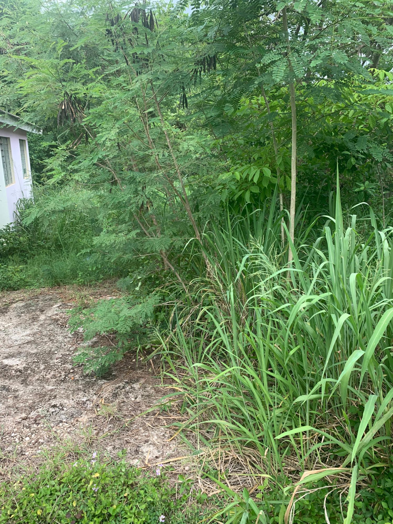 Tenth image of Lot 117-10 St. Rose Drive, Green Acr in Green Acres, St. Catherine, Jamaica - property is For Sale