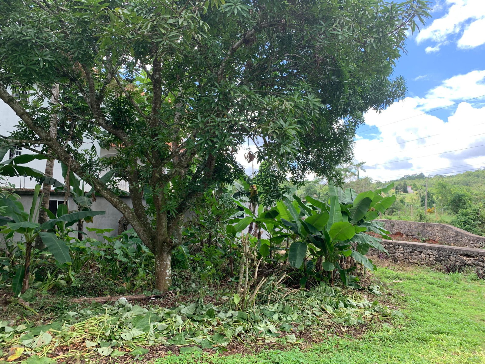 Twentieth image of Green Pond in Green Pond, Manchester, Jamaica - property is For Sale