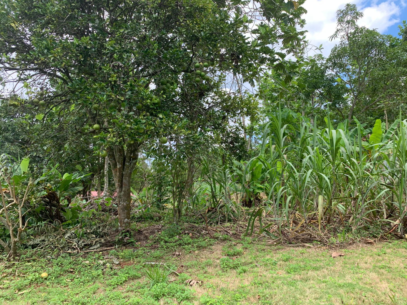 Twenty-Third image of Green Pond in Green Pond, Manchester, Jamaica - property is For Sale