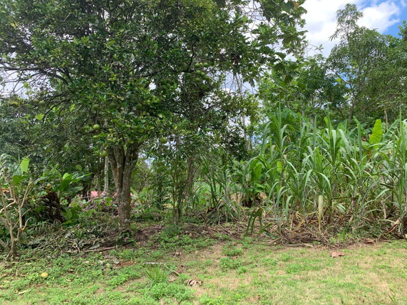 Twenty-Third image of Green Pond in Green Pond, Manchester, Jamaica - property is For Sale