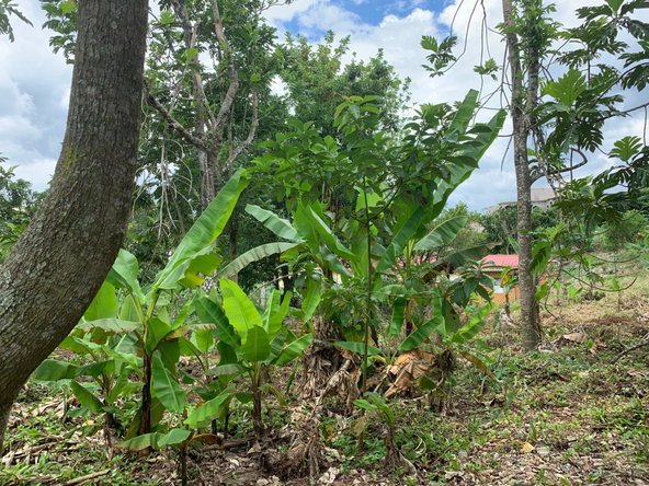 Twenty-Fifth image of Green Pond in Green Pond, Manchester, Jamaica - property is For Sale