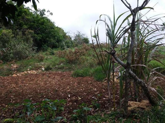Twelfth image of Gloster, Thompson Town in Thompson Town, Clarendon, Jamaica - property is For Sale