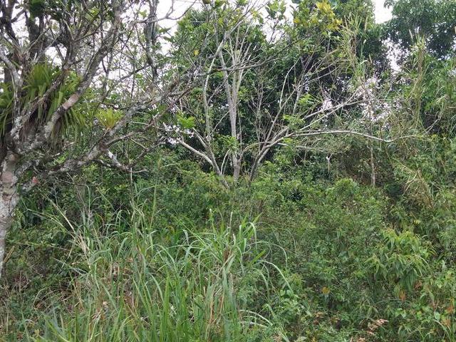Sixteenth image of Gloster, Thompson Town in Thompson Town, Clarendon, Jamaica - property is For Sale