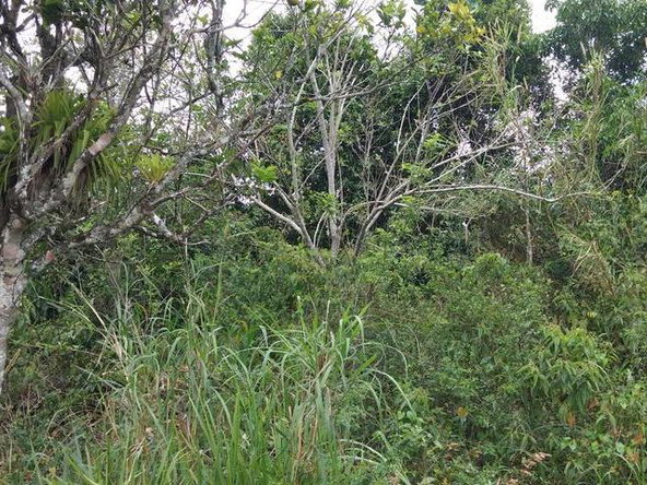 Sixteenth image of Gloster, Thompson Town in Thompson Town, Clarendon, Jamaica - property is For Sale