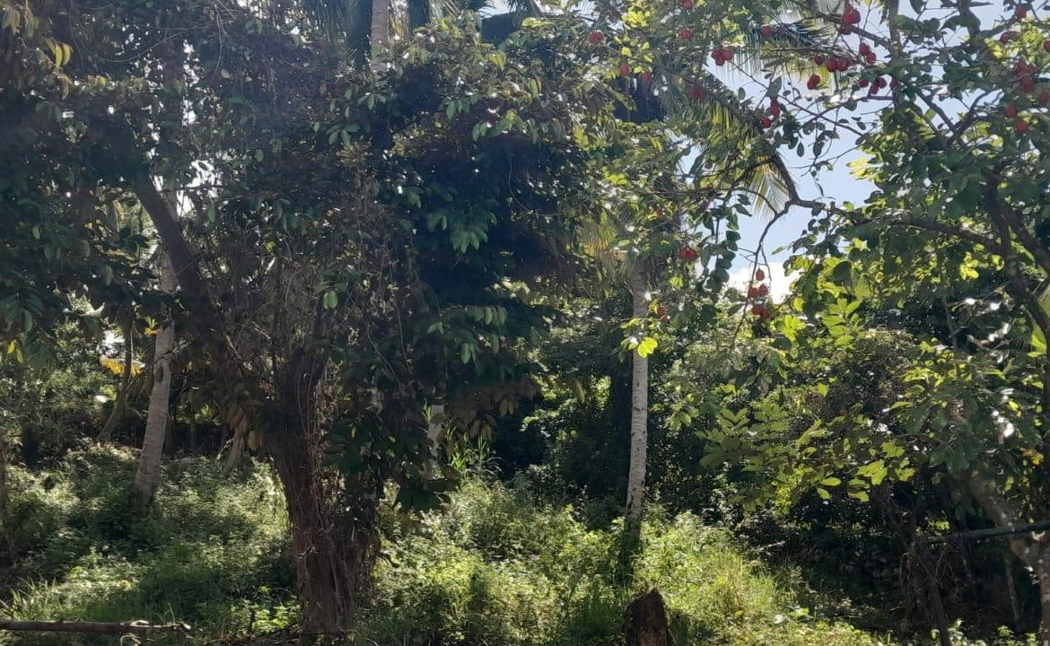 Fifteenth image of Lot 102 Greenvale, Mile g in MILE GULLY, Manchester, Jamaica - property is For Sale