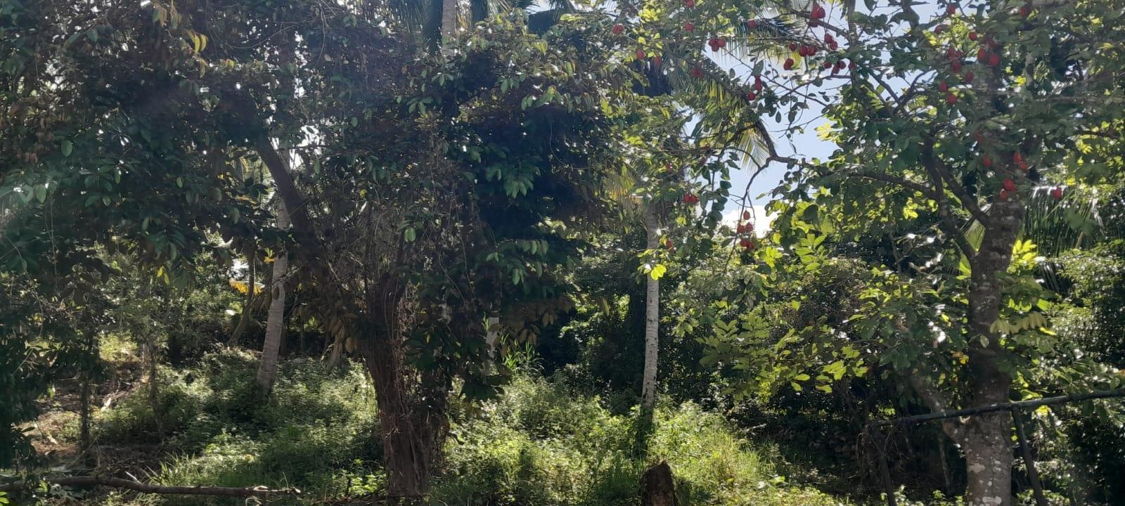 Charming-4-Bedroom-Home-for-Sale-in-Greenvale-Manchester-Jamaica Fifteenth image of Lot 102 Greenvale, Mile g in MILE GULLY, Manchester, Jamaica - property is For Sale