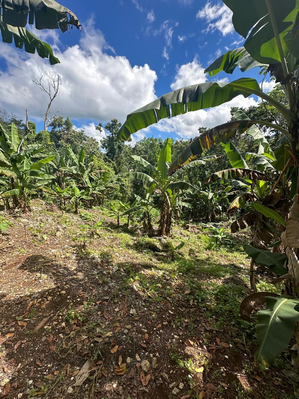 Eleventh image of 3 Beecher Town in Beecher Town, St. Ann, Jamaica - property is For Sale