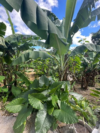 Seventh image of 3 Beecher Town in Beecher Town, St. Ann, Jamaica - property is For Sale