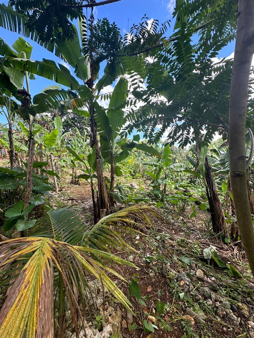 Eighth image of 3 Beecher Town in Beecher Town, St. Ann, Jamaica - property is For Sale