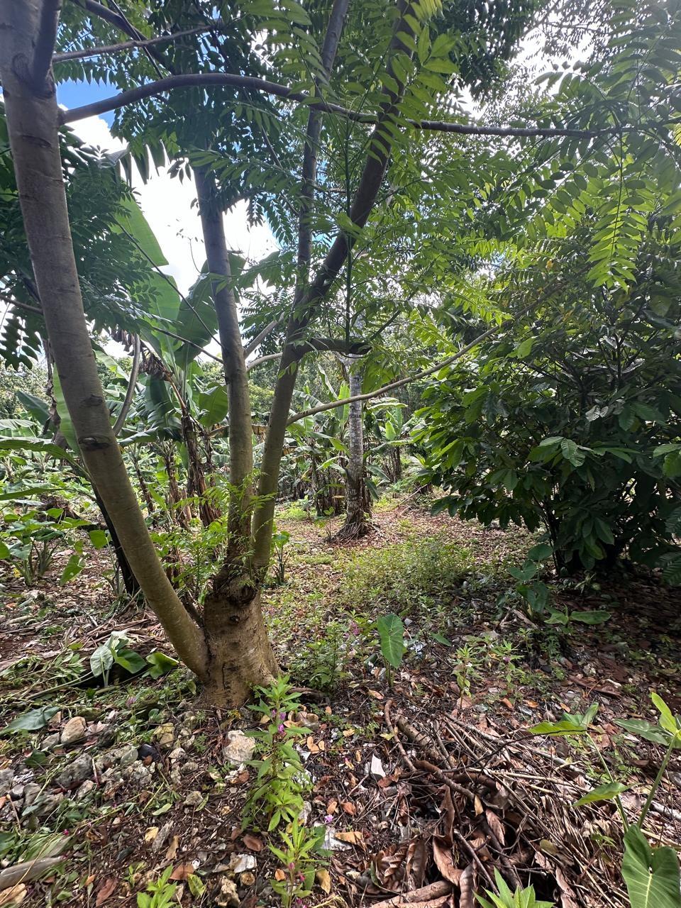 Ninth image of 3 Beecher Town in Beecher Town, St. Ann, Jamaica - property is For Sale