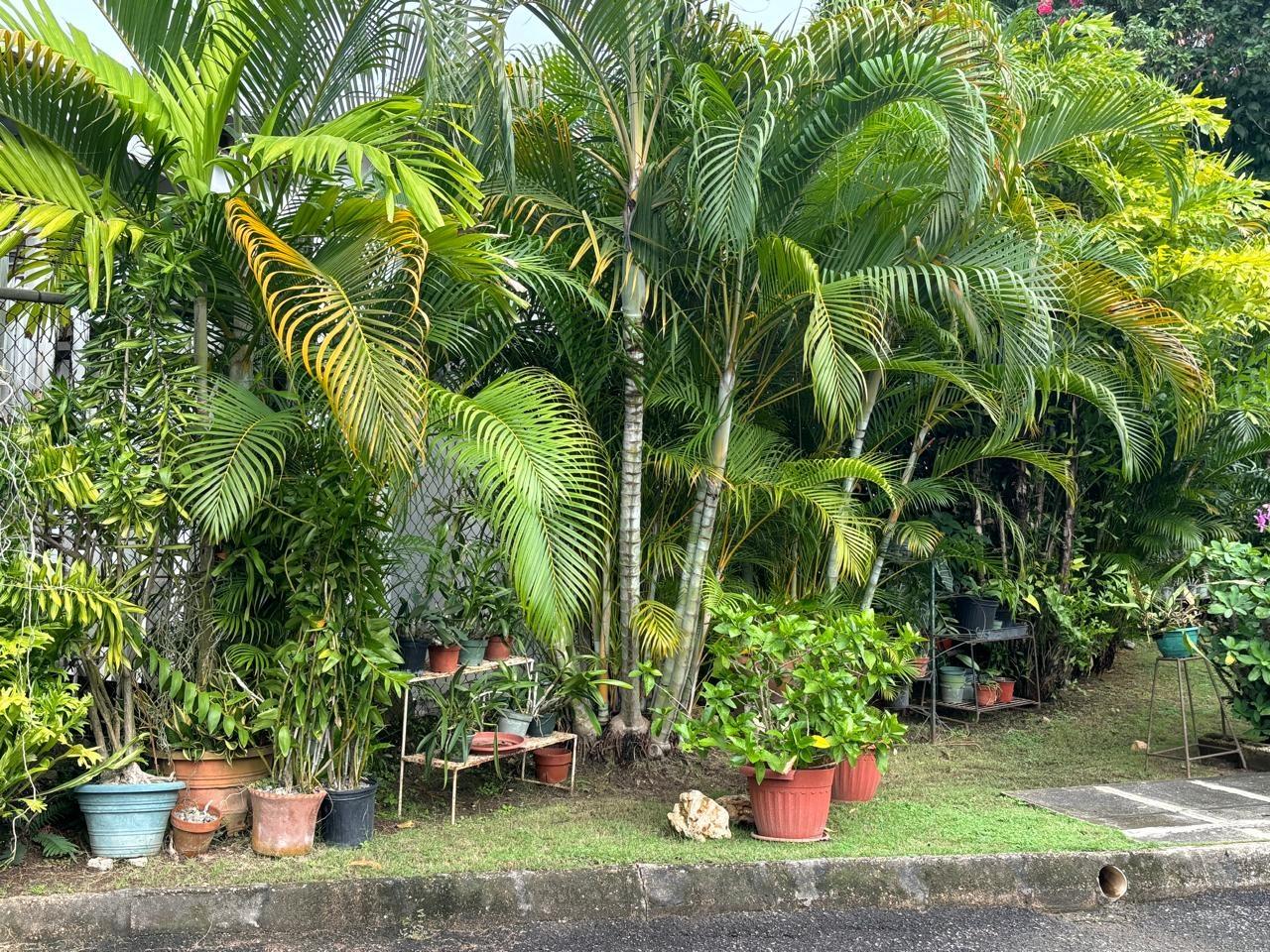 Cozy-3-Bedroom-Townhouse-for-Sale-in-Norbrook-Court-Jamaica Sixteenth image of 3c-- 29-31 Norbrook Drive in Norbrook, St. Andrew, Jamaica - property is For Sale