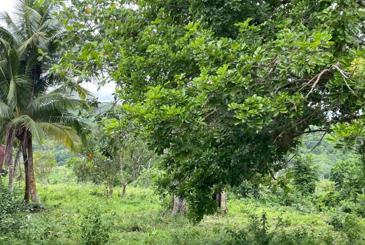 Second image of Evergreen, Balaclava in MILE GULLY, Manchester, Jamaica - property is For Sale