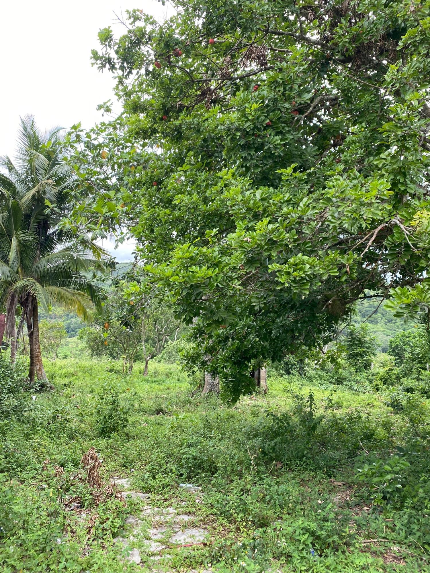 Second image of Evergreen, Balaclava in MILE GULLY, Manchester, Jamaica - property is For Sale