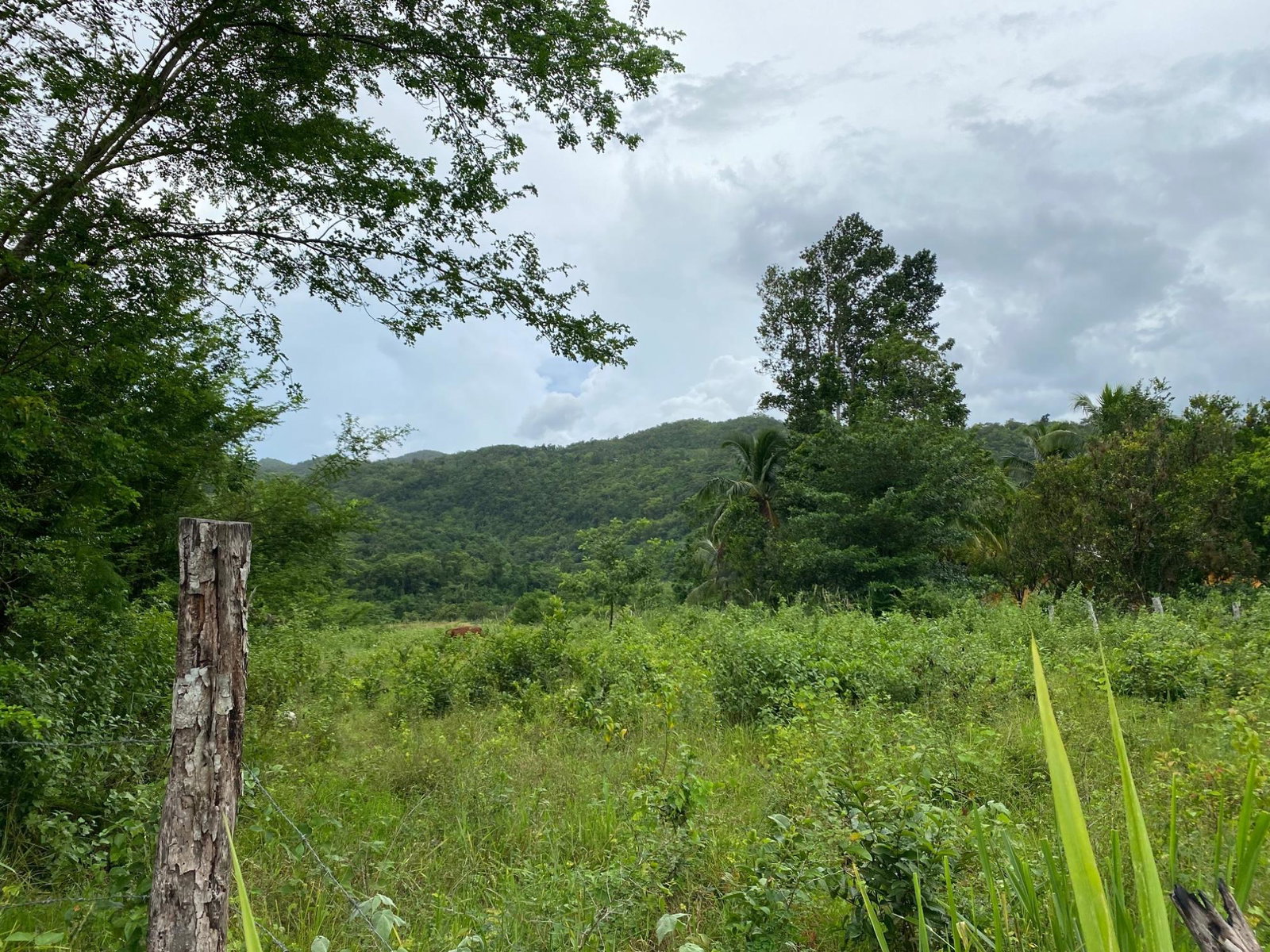 Eleventh image of Evergreen, Balaclava in MILE GULLY, Manchester, Jamaica - property is For Sale
