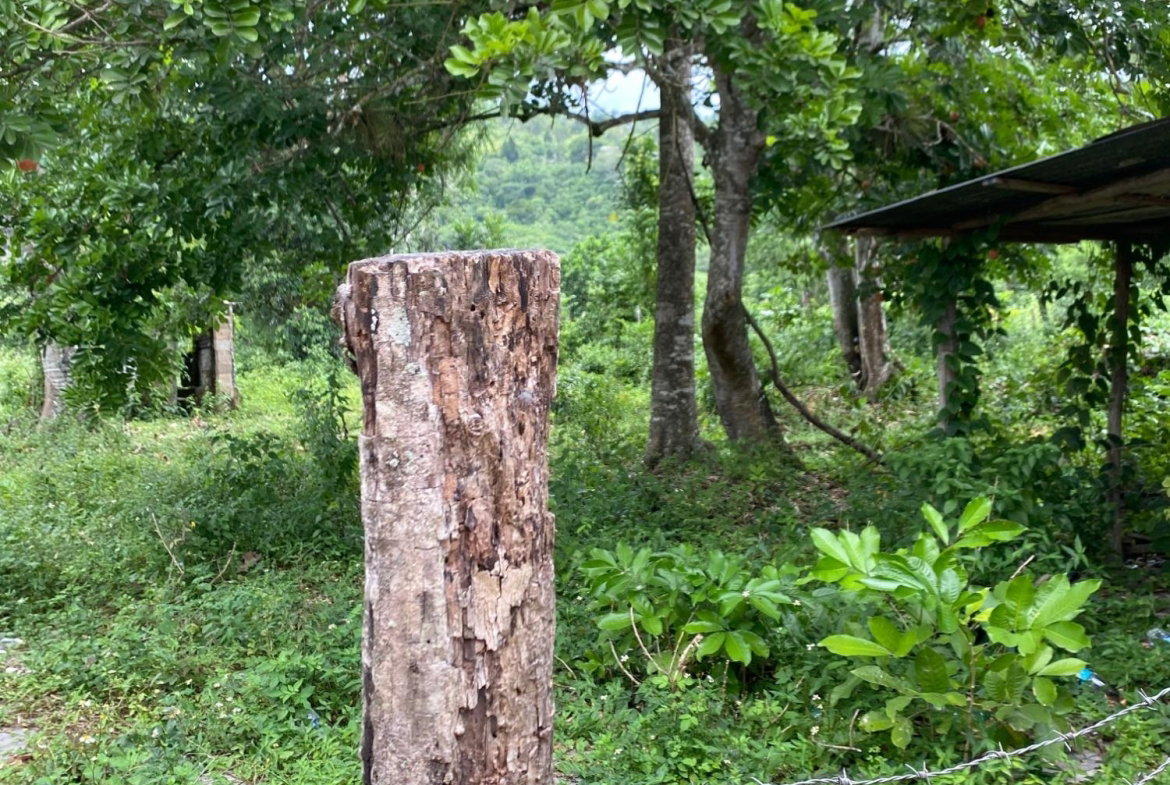 First image of Evergreen, Balaclava in MILE GULLY, Manchester, Jamaica - property is For Sale