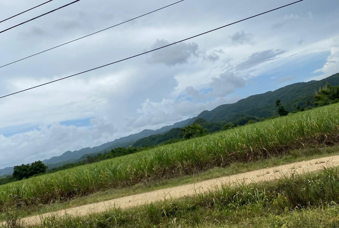 Fifteenth image of Evergreen, Balaclava in MILE GULLY, Manchester, Jamaica - property is For Sale