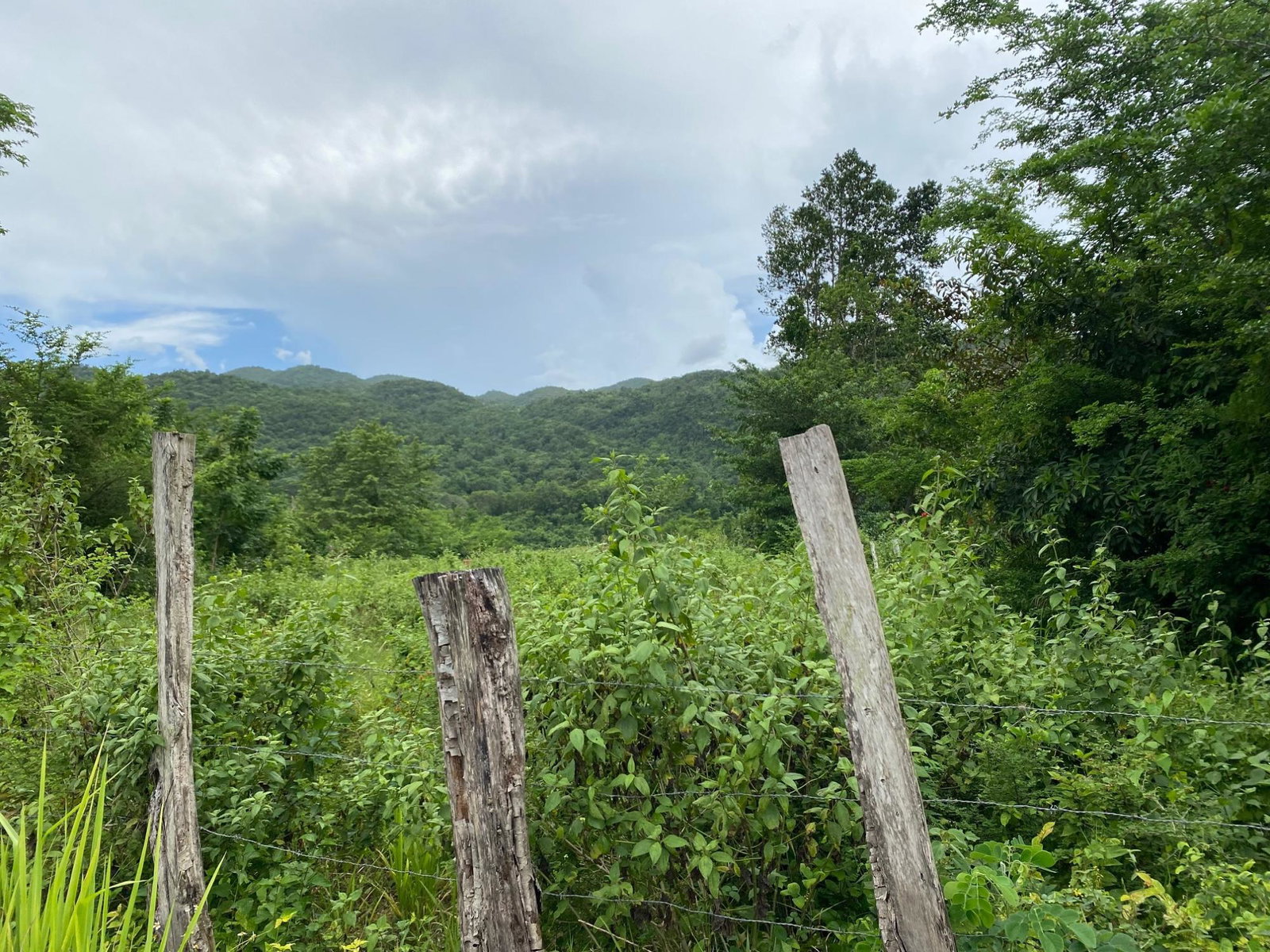 Third image of Evergreen, Balaclava in MILE GULLY, Manchester, Jamaica - property is For Sale