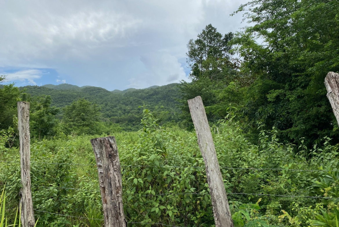 Fourth image of Evergreen, Balaclava in MILE GULLY, Manchester, Jamaica - property is For Sale