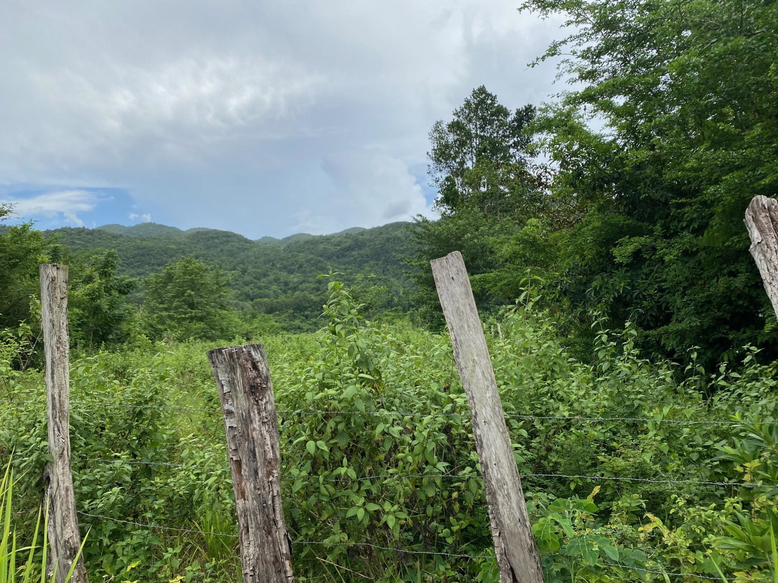 Fourth image of Evergreen, Balaclava in MILE GULLY, Manchester, Jamaica - property is For Sale