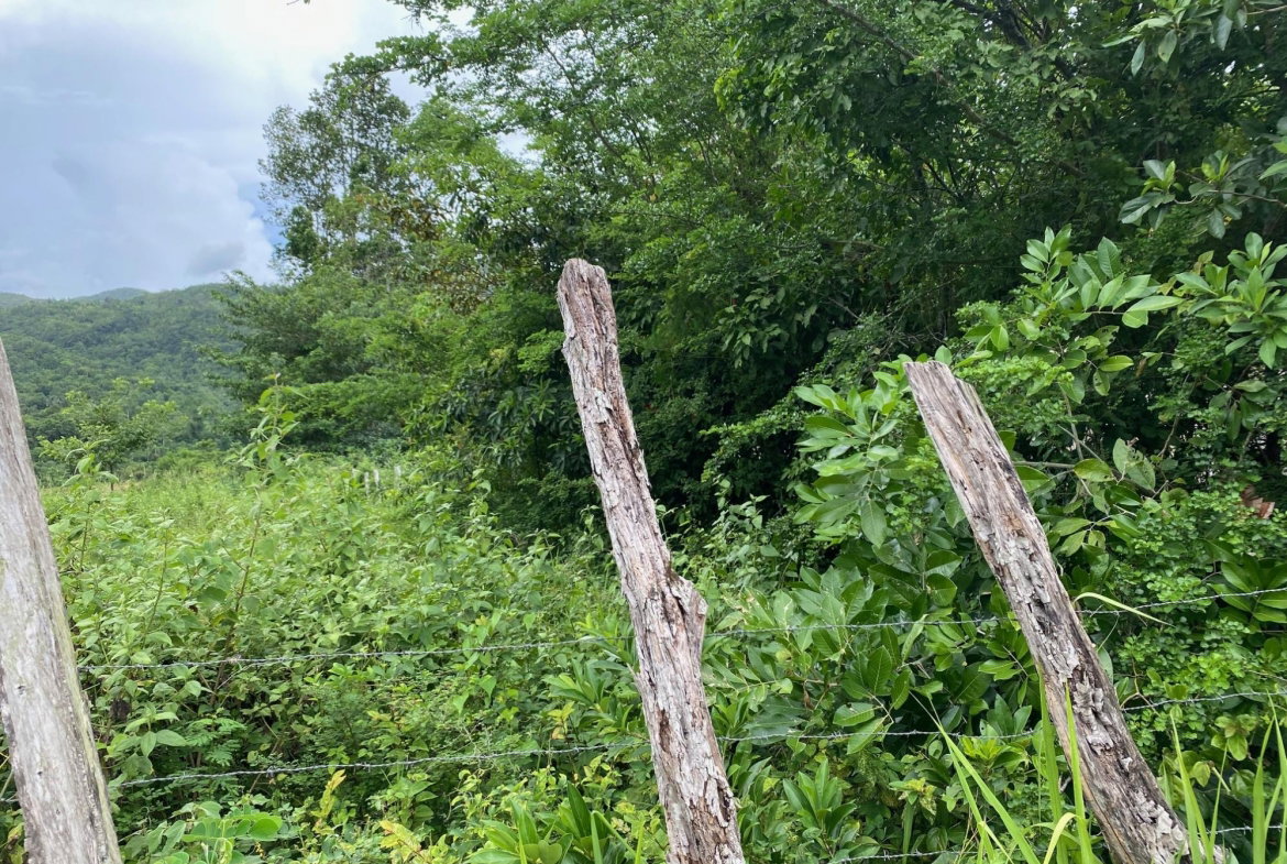 Fifth image of Evergreen, Balaclava in MILE GULLY, Manchester, Jamaica - property is For Sale