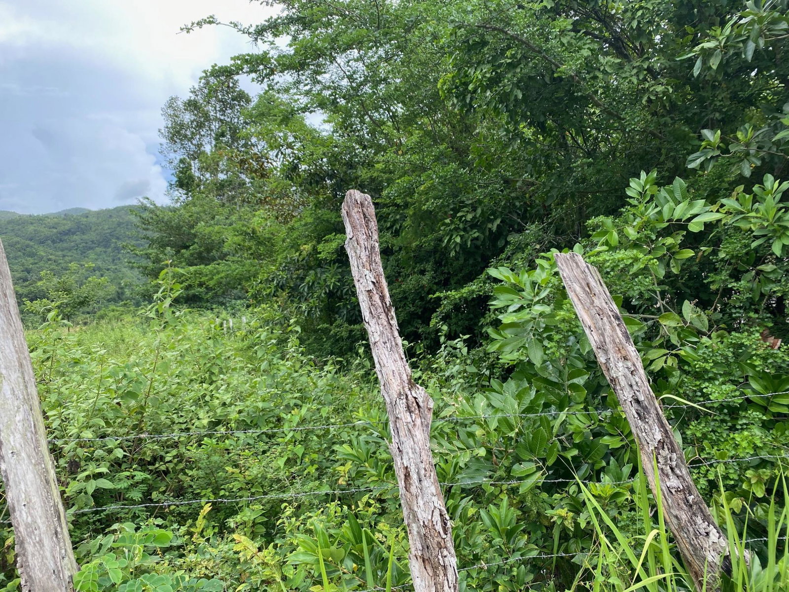 Fifth image of Evergreen, Balaclava in MILE GULLY, Manchester, Jamaica - property is For Sale