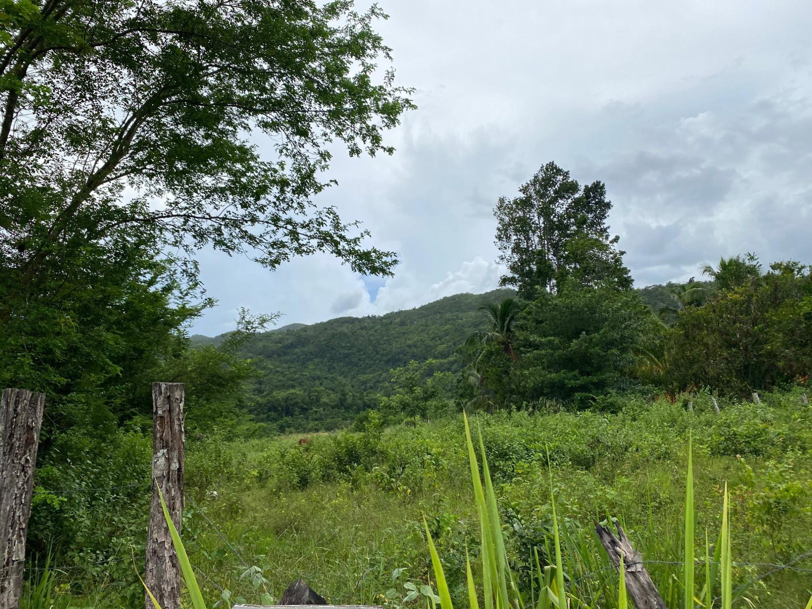 Sixth image of Evergreen, Balaclava in MILE GULLY, Manchester, Jamaica - property is For Sale