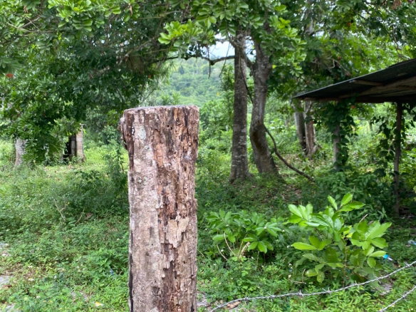 First image of Evergreen, Balaclava in MILE GULLY, Manchester, Jamaica - property is For Sale