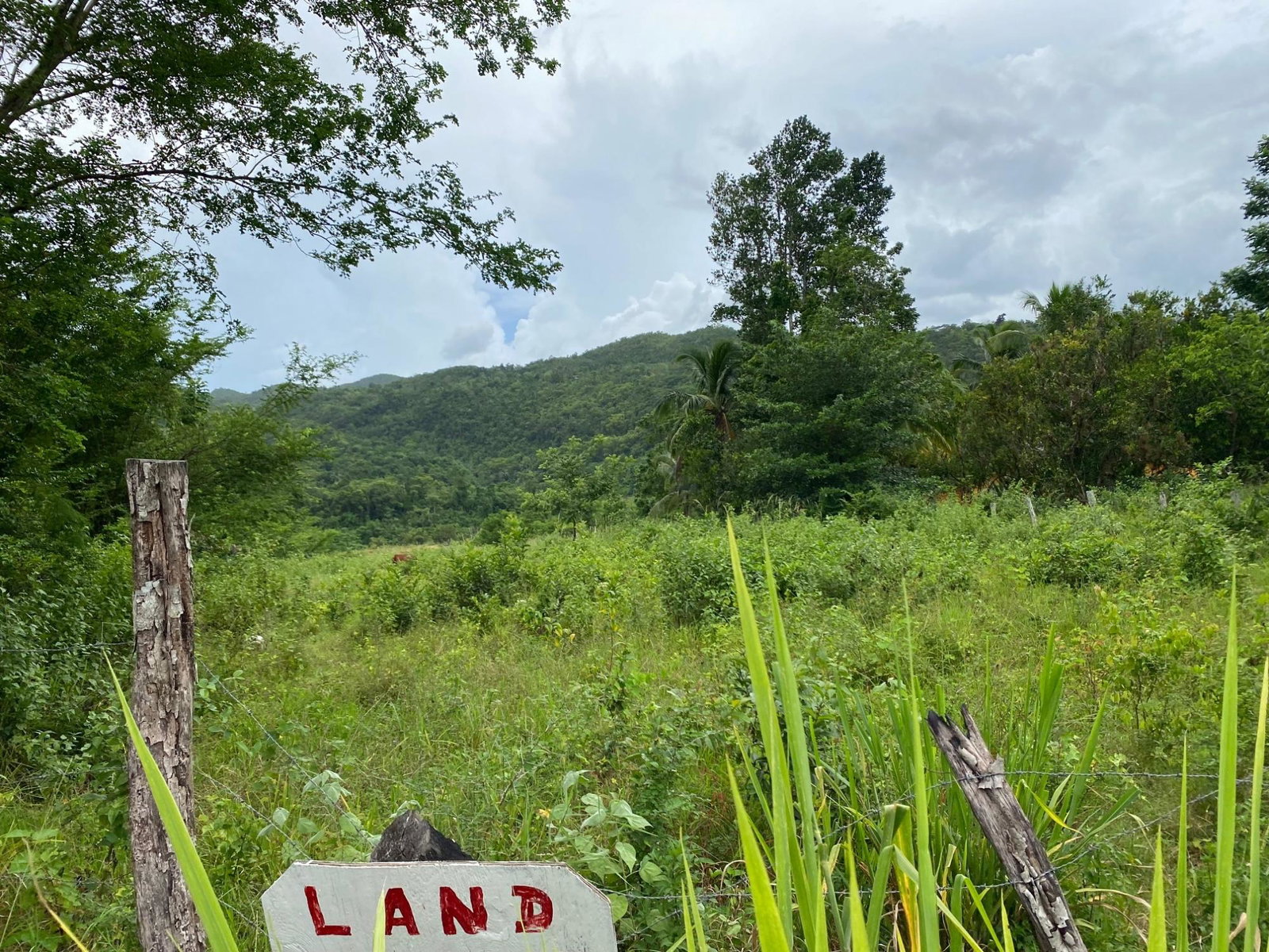 Seventh image of Evergreen, Balaclava in MILE GULLY, Manchester, Jamaica - property is For Sale