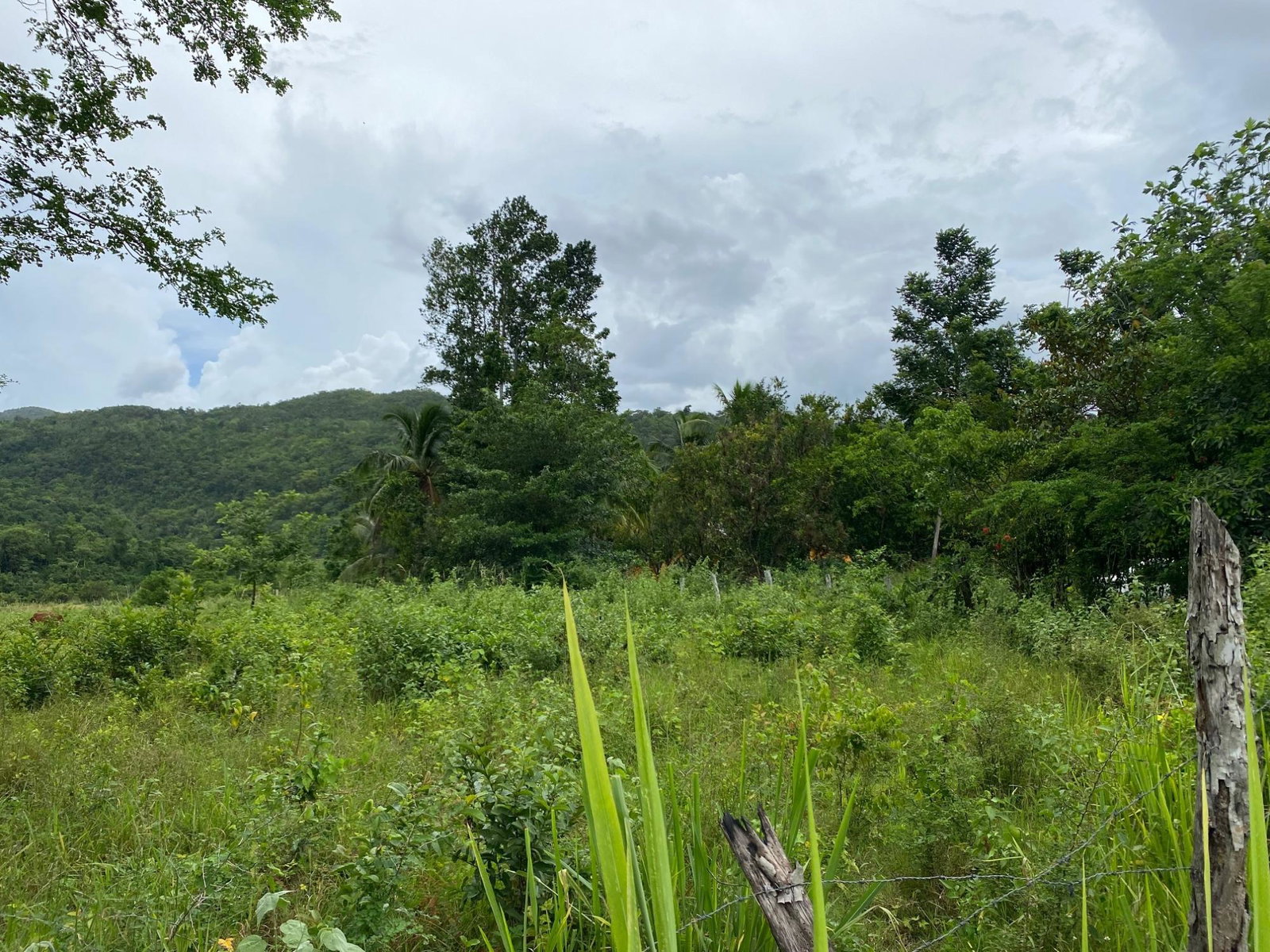 Eighth image of Evergreen, Balaclava in MILE GULLY, Manchester, Jamaica - property is For Sale