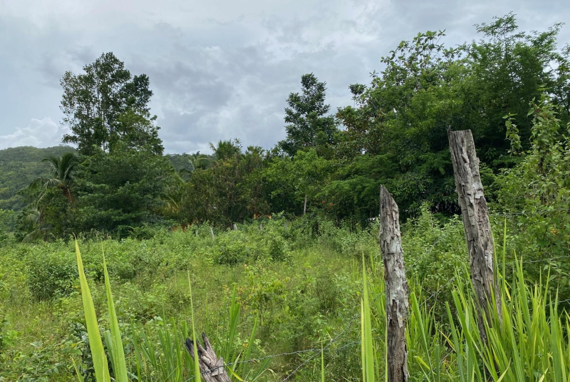 Ninth image of Evergreen, Balaclava in MILE GULLY, Manchester, Jamaica - property is For Sale