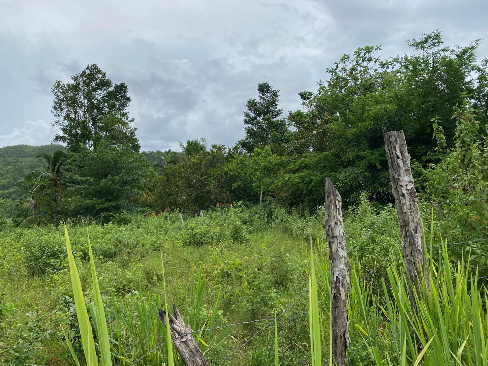 Ninth image of Evergreen, Balaclava in MILE GULLY, Manchester, Jamaica - property is For Sale