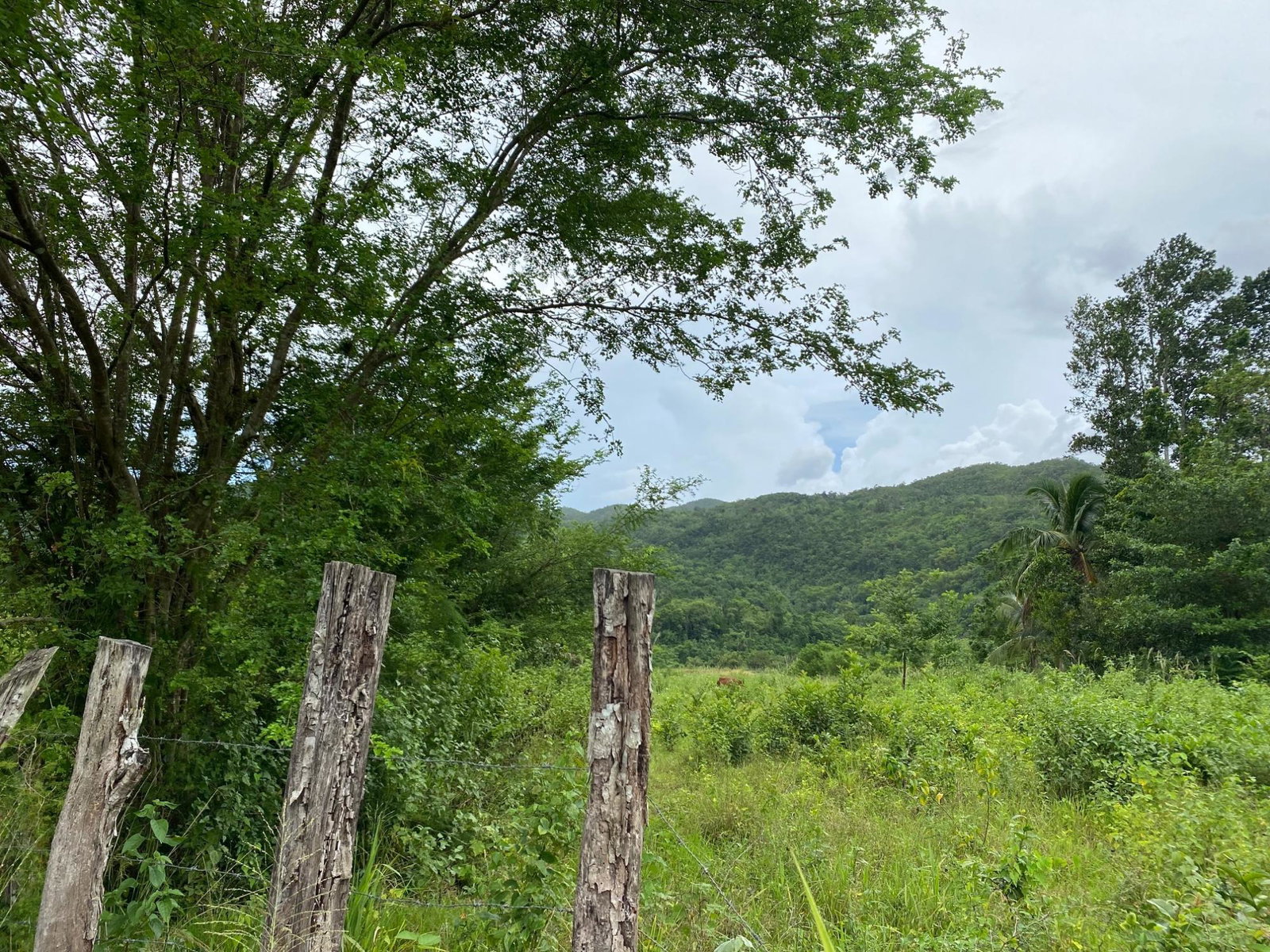 Tenth image of Evergreen, Balaclava in MILE GULLY, Manchester, Jamaica - property is For Sale