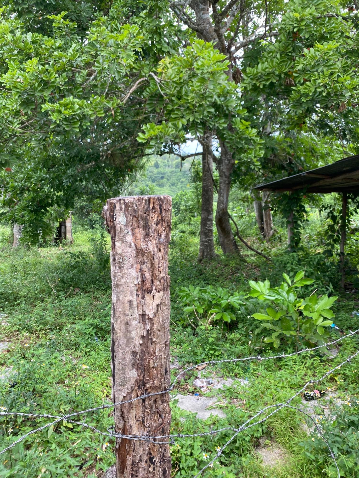 First image of Evergreen, Balaclava in MILE GULLY, Manchester, Jamaica - property is For Sale