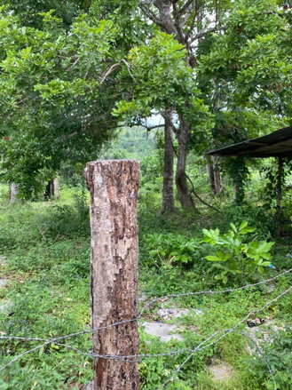 First image of Evergreen, Balaclava in MILE GULLY, Manchester, Jamaica - property is For Sale
