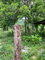 First image of Evergreen, Balaclava in MILE GULLY, Manchester, Jamaica - property is For Sale