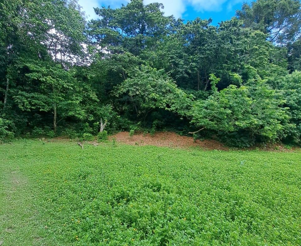 Second image of Lot 85 Grange Hill in Grange Hill, Portland, Jamaica - property is For Sale