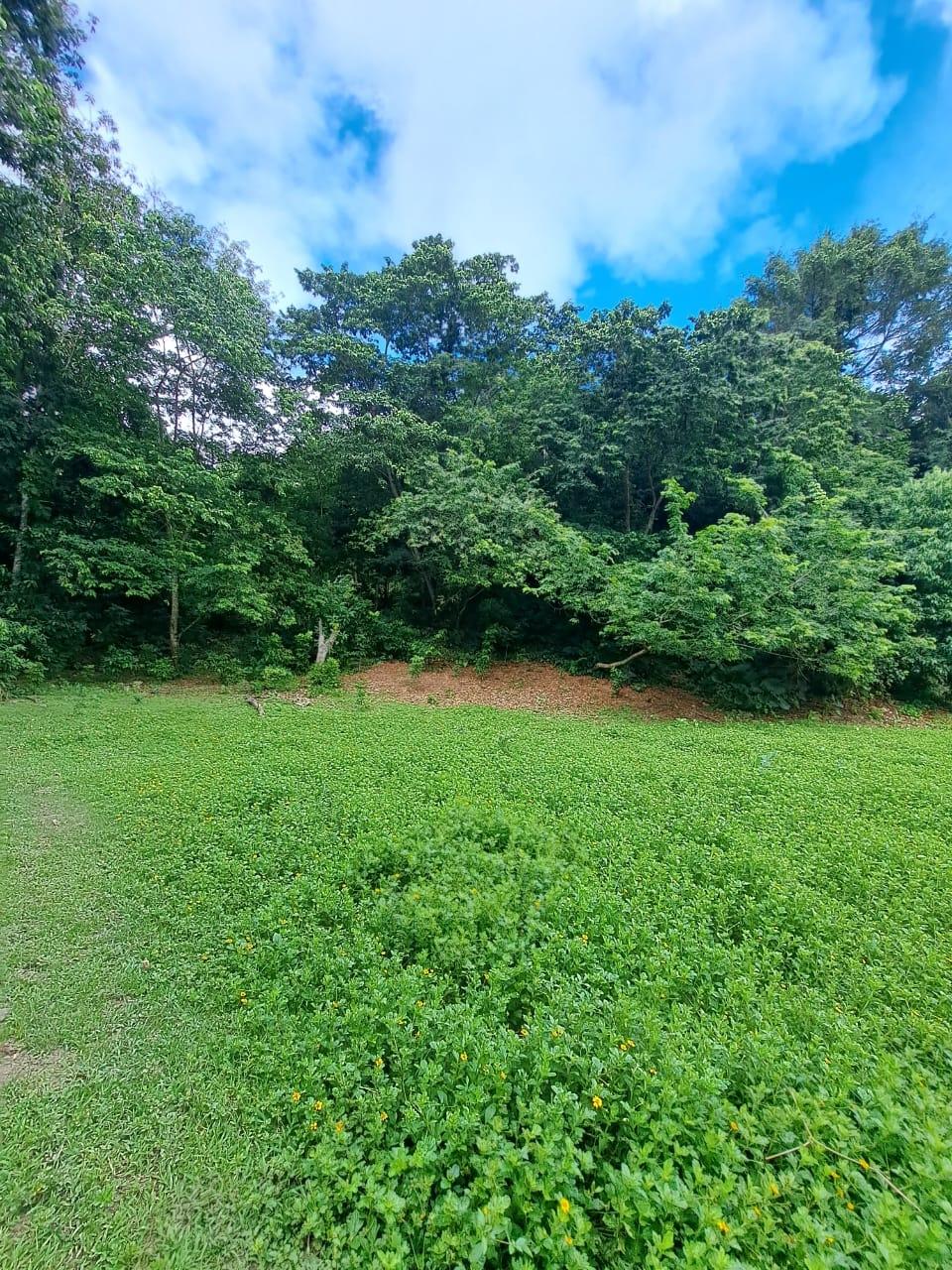Second image of Lot 85 Grange Hill in Grange Hill, Portland, Jamaica - property is For Sale