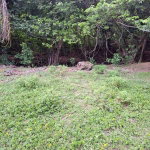 First image of Lot 85 Grange Hill in Grange Hill, Portland, Jamaica - property is For Sale