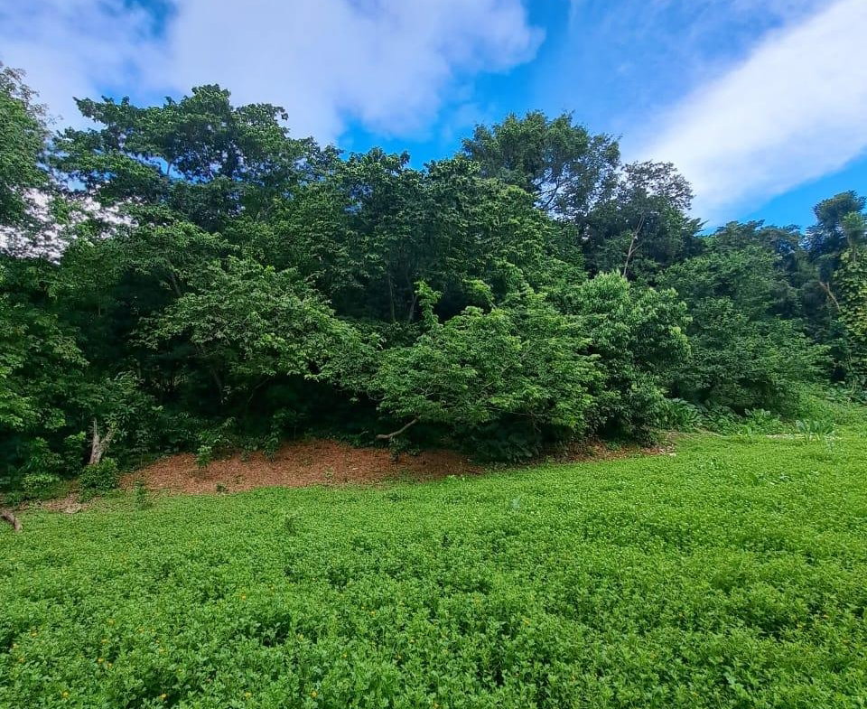 Third image of Lot 85 Grange Hill in Grange Hill, Portland, Jamaica - property is For Sale