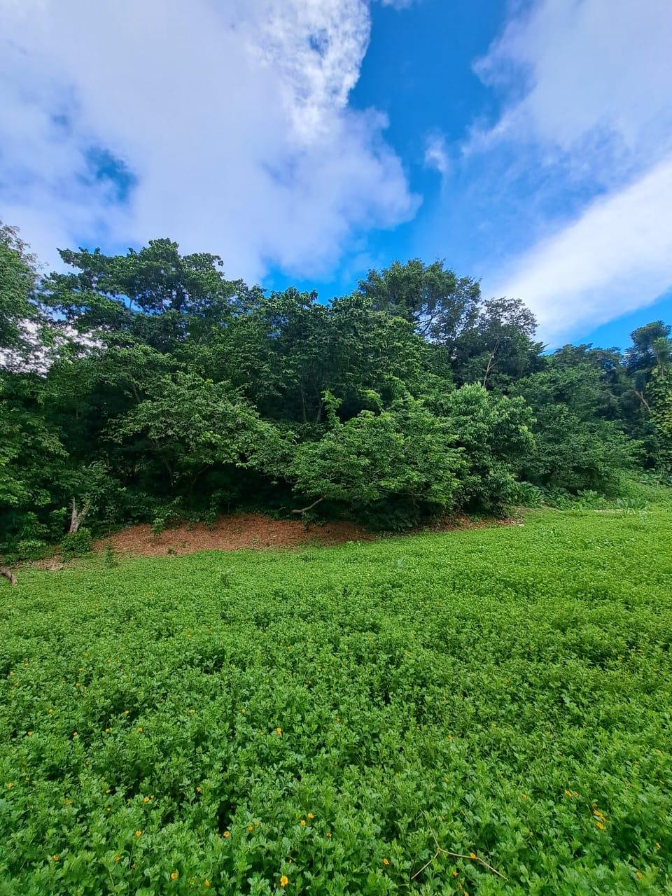 Third image of Lot 85 Grange Hill in Grange Hill, Portland, Jamaica - property is For Sale